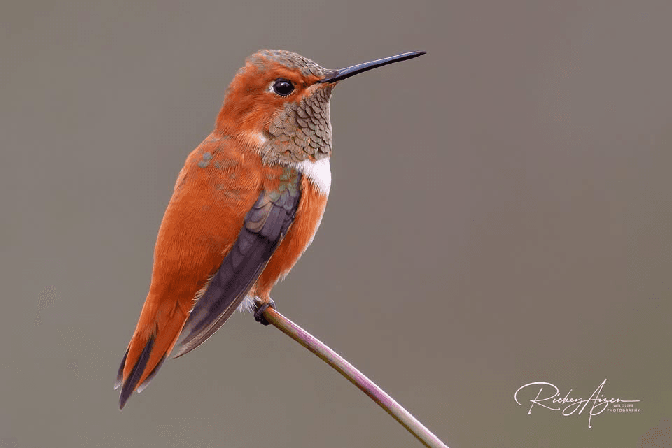 A vibrant orange hummingbird perched on a thin branch.