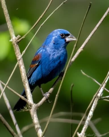 A vibrant blue bird perched on thin tree branches.