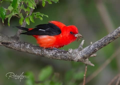 A vibrant red bird with black wings perched on a branch holding a small insect in its beak. A vibrant red bird with black wings perched on a branch holding a small insect in its beak.