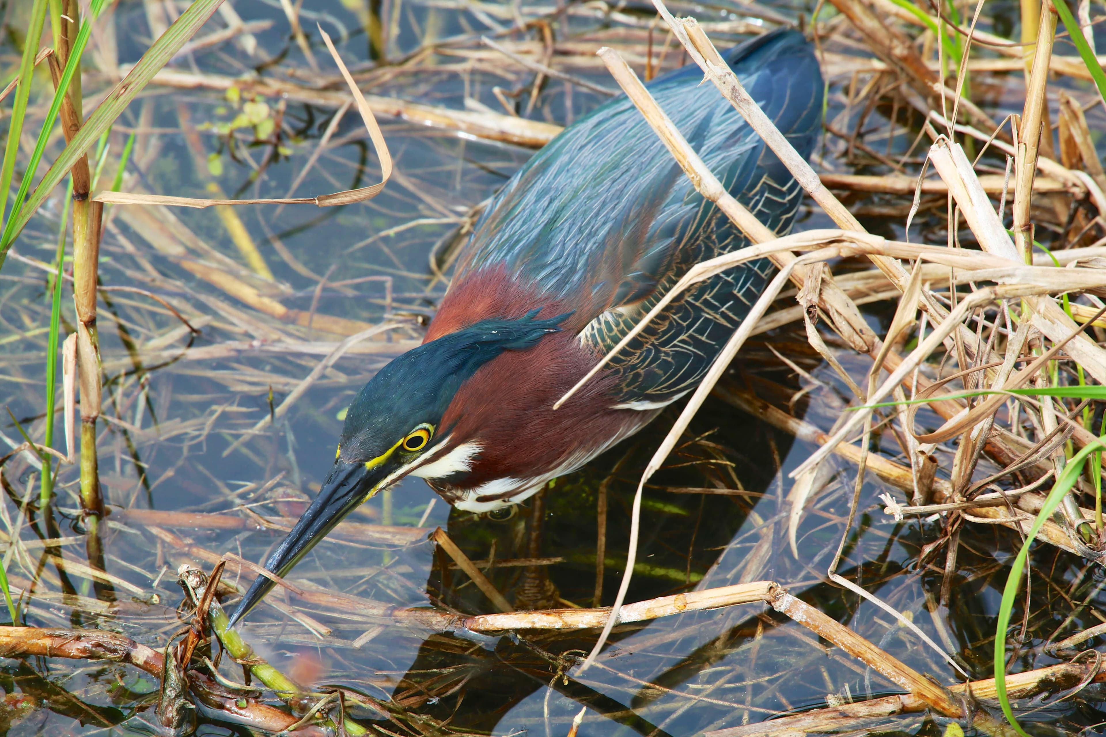 A green heron wades through shallow water among dried reeds.