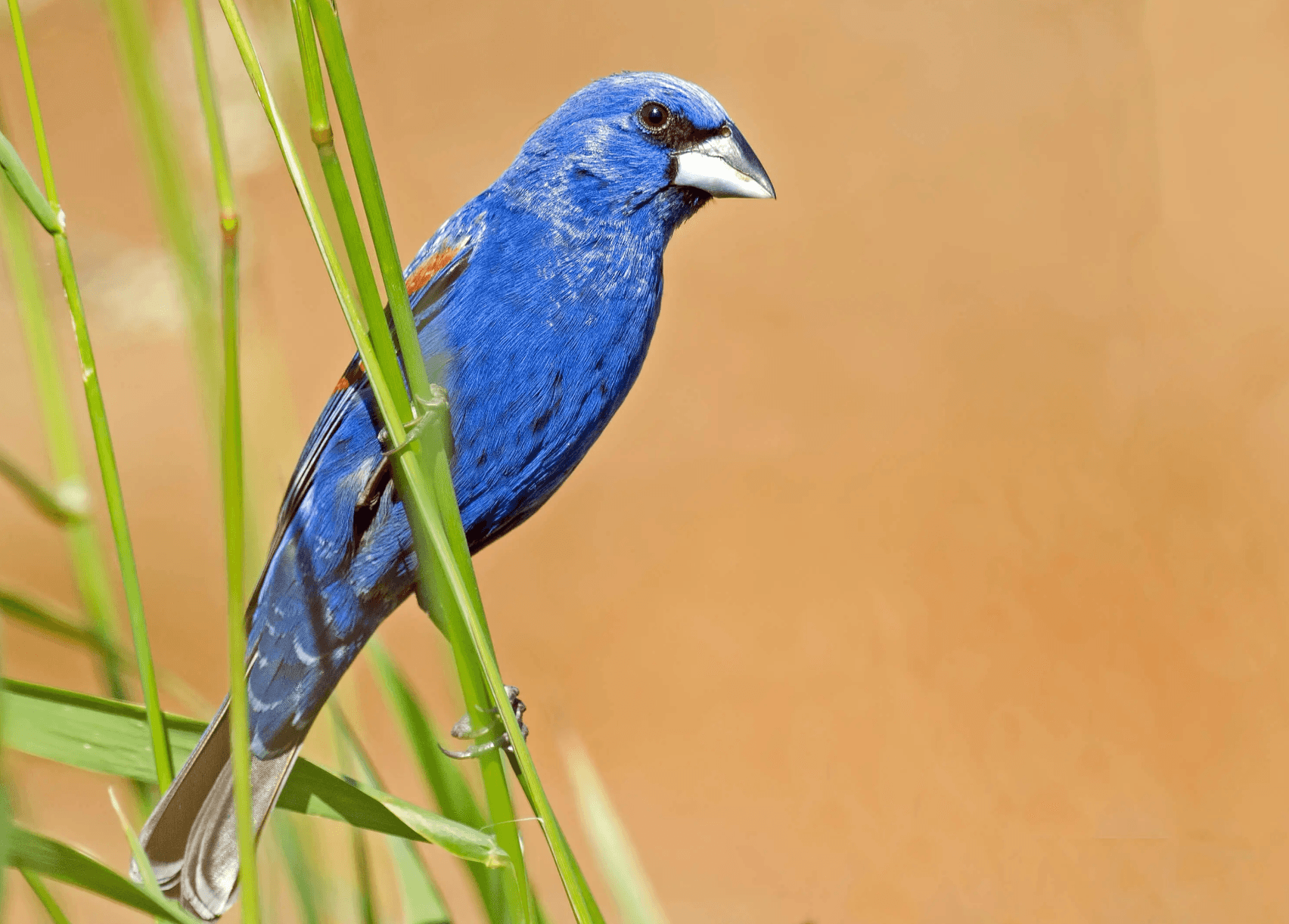 A vibrant blue bird perched among green grasses.