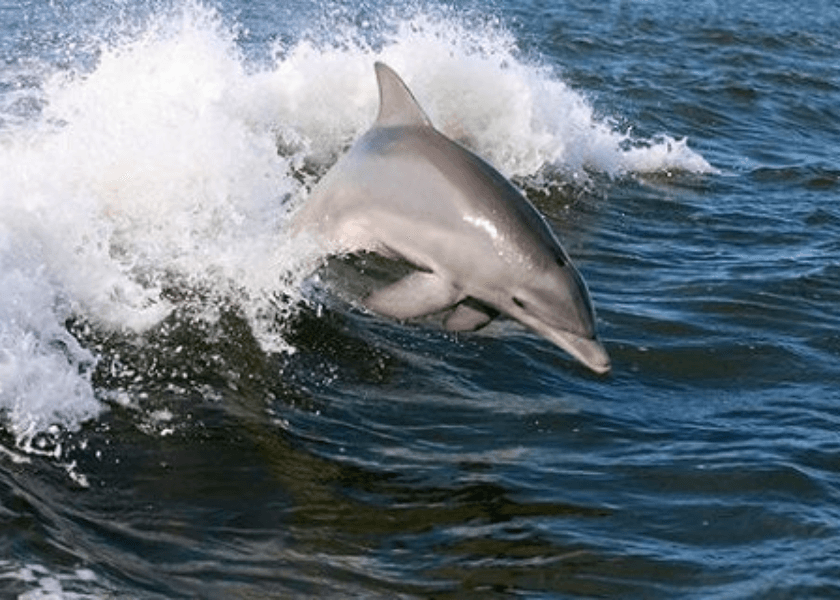 A dolphin leaps out of the water among splashing waves. A dolphin leaps out of the water among splashing waves.